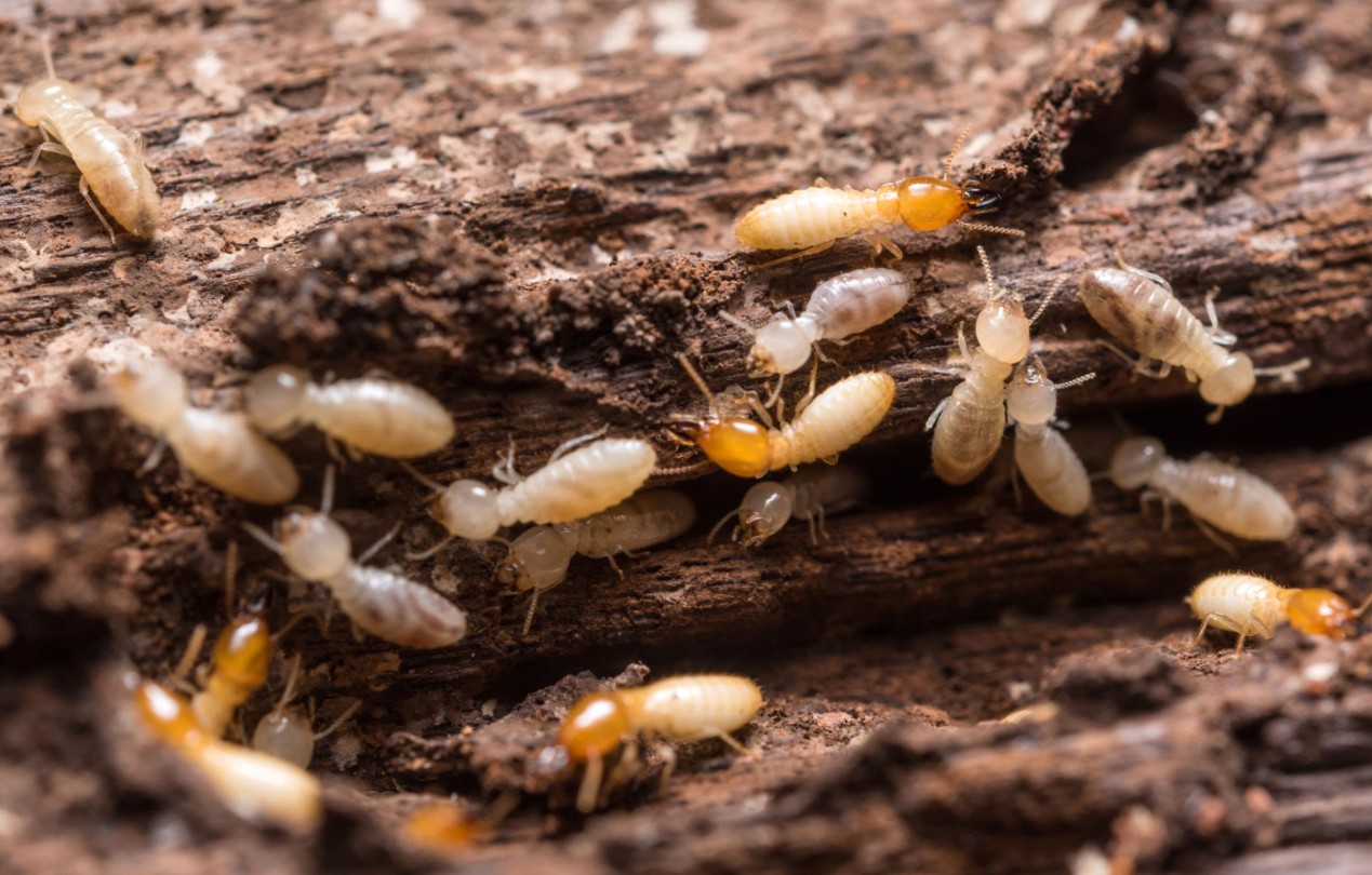 Can Termites Get In Your Skin