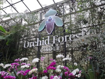 feature image orchid forest